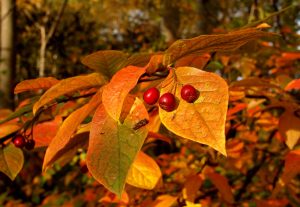 Autumn leaves