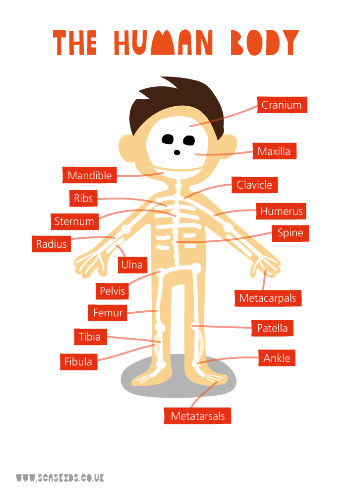 The human body diagram